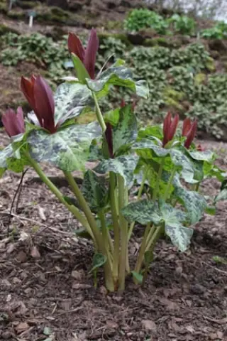 Trillium kurabayashii (bloeibaar)