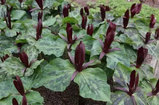 Trillium kurabayashii (groot bloeibaar)