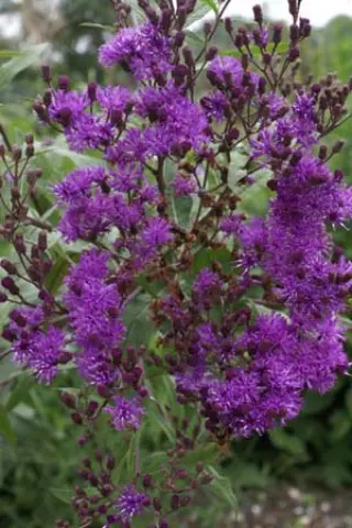 Vernonia arkansana