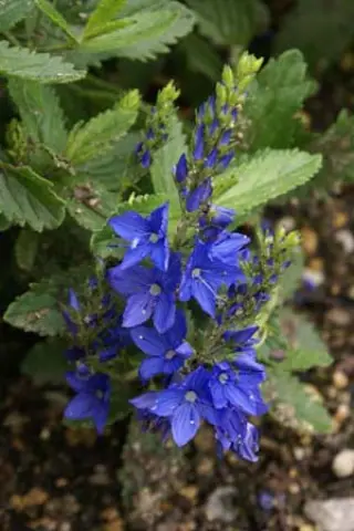 Veronica austr. teucrium 'Knallblau'
