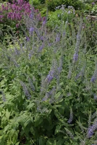 Veronica bachofenii