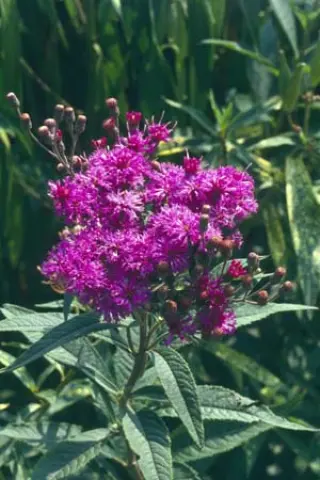 Vernonia baldwinii