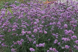 Verbena bonariensis