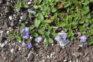 Veronica 'Blue Reflections'
