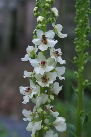 Verbascum chaixii 'Album Vertakt' (Wedding Candles)