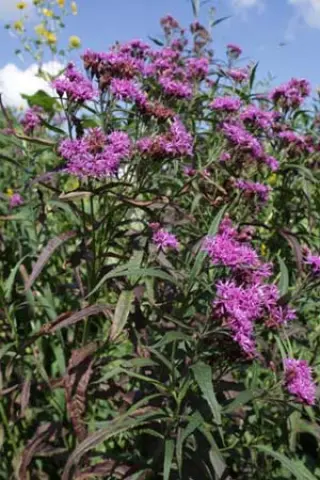 Vernonia fasciculata (coll.Oklahoma)