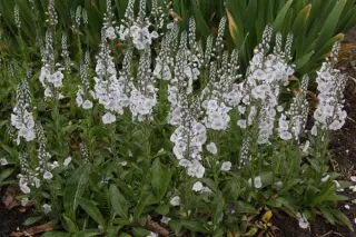 Veronica gentianoides 'Tissington White'
