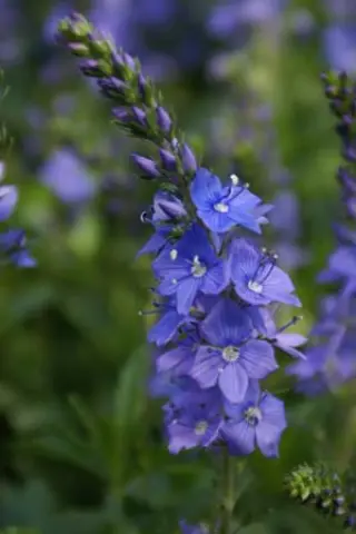 Veronica 'Lapis Lazuli'