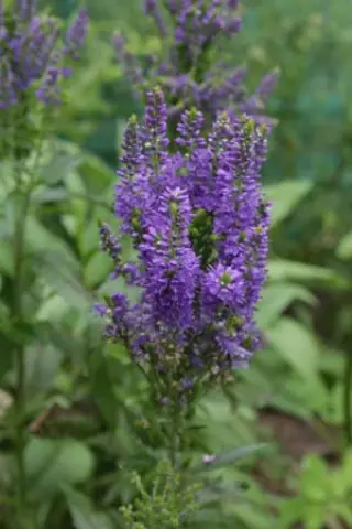 Veronica 'Marissa'