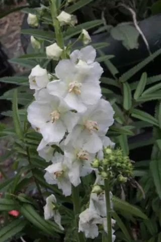 Verbascum phoeniceum 'Flush Of White'