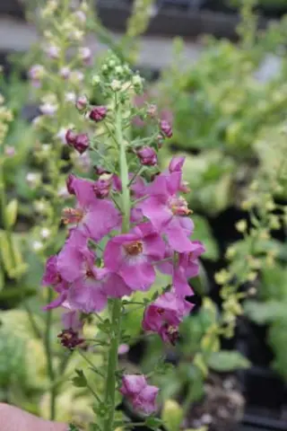 Verbascum phoeniceum 'Rosetta'