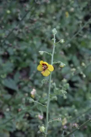 Verbascum rupestris