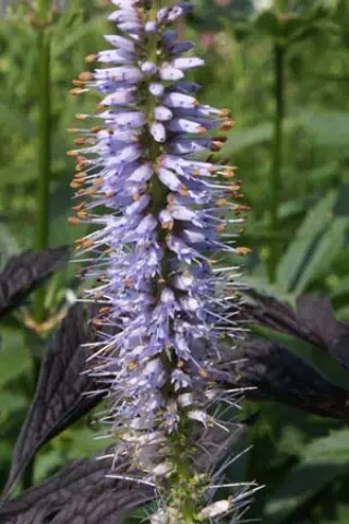 Veronicastrum sachalinense (RBS290)