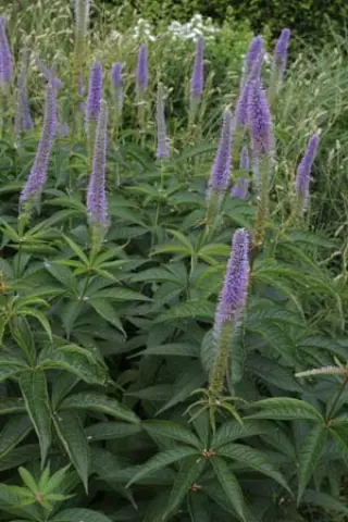 Veronicastrum sibiricum 'Apollo'