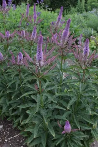 Veronicastrum sibiricum 'Kobaltkaars'