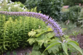 Veronicastrum sibiricum 'Okamoto'