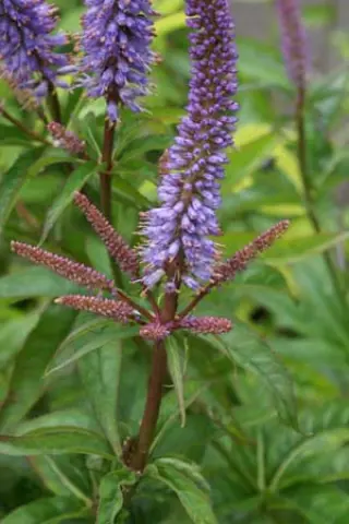 Veronicastrum sibiricum 'Red Arrows'