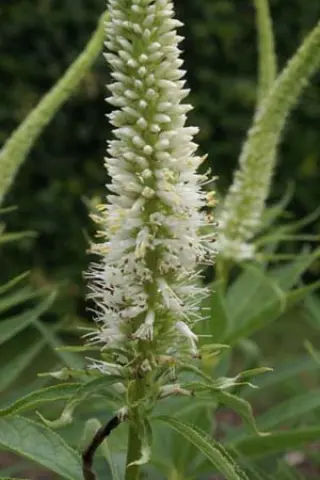 Veronicastrum sibiricum 'Spring Dew'