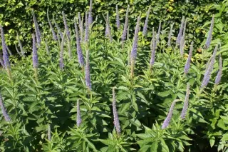 Veronicastrum sibiricum (coll. Sachalin)