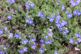 Veronica 'Tidal Pool'