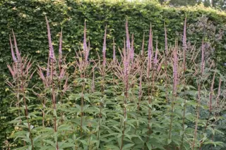 Veronicastrum virginicum 'Adoration'