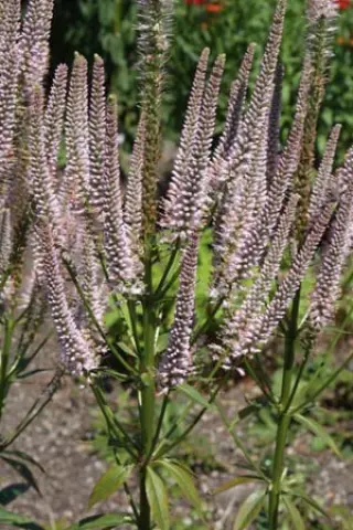 Veronicastrum virginicum 'Challenger'