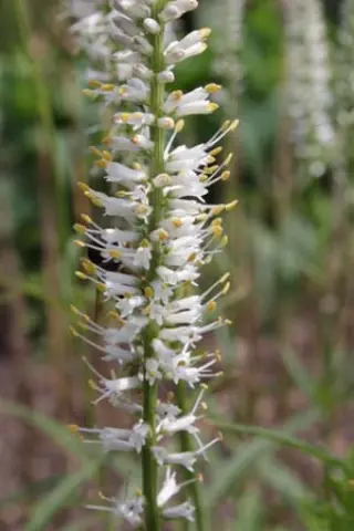 Veronicastrum virginicum 'Diane'