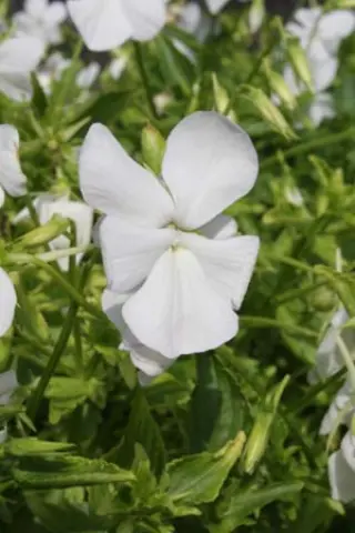Viola cornuta 'Alba Minor'