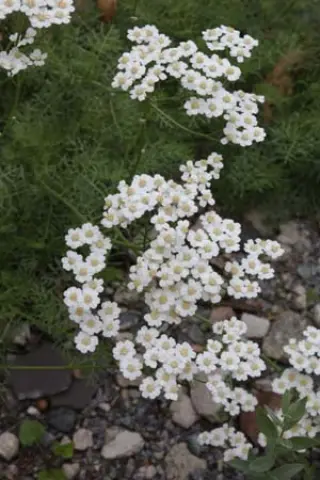 Achillea abrotanoides
