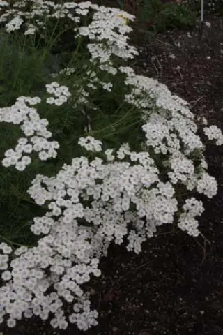 Achillea abrotanoides