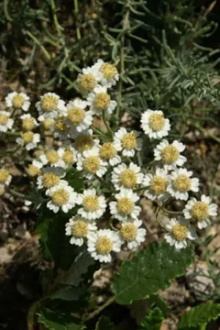 Achillea ageratifolia