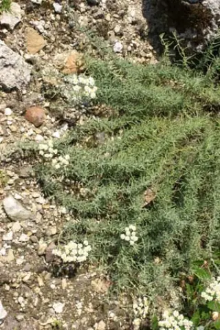 Achillea ageratifolia