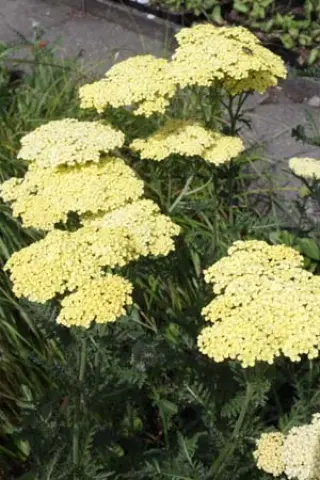 Achillea 'Credo'