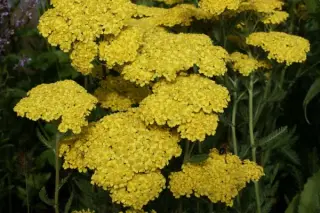 Achillea filipendulina 'Helios'