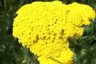 Achillea filipendulina 'Parker's Var.'