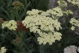 Achillea 'Hymne'