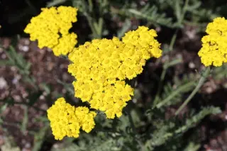 Achillea 'Little Moonshine'