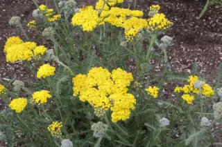 Achillea 'Little Moonshine'