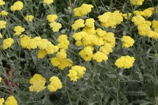 Achillea x 'Moonshine'