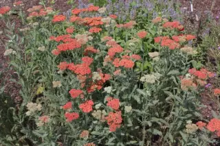 Achillea 'Safran'