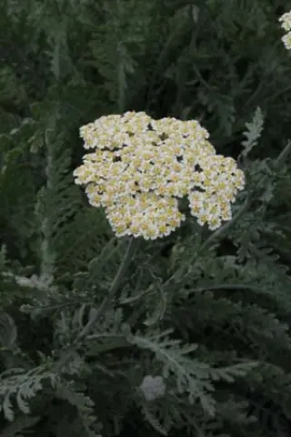 Achillea 'Schwefelblüte'