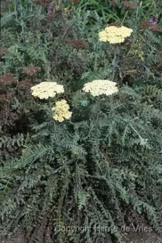 Achillea 'Schwefelblüte'