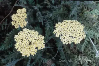 Achillea 'Schwefelblüte'