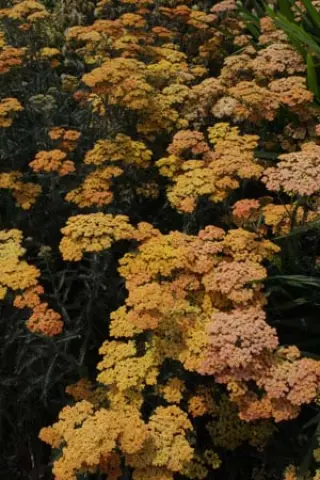 Achillea 'Terracotta'