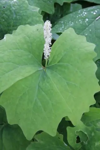 Achlys triphylla