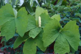 Achlys triphylla