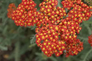 Achillea 'Walter Funcke'