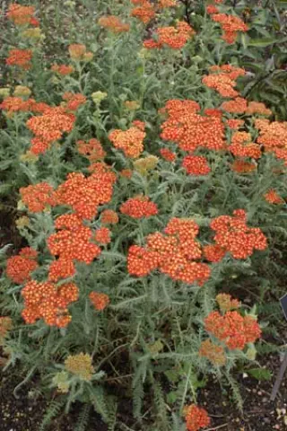 Achillea 'Walter Funcke'