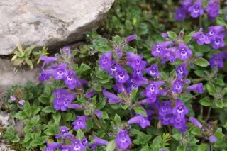 Acinos alpinus
