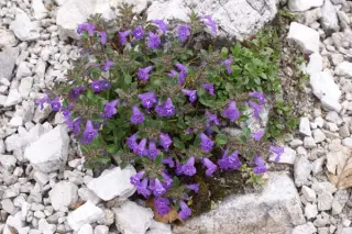 Acinos alpinus